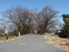 さくら堤公園