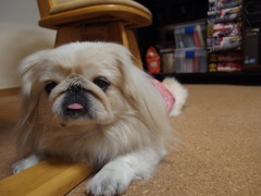 拙者接写とやらで撮ってみた、いいボケ(〃'▽'〃)