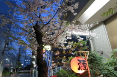 桜と酒