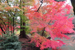 鮮やかな紅葉