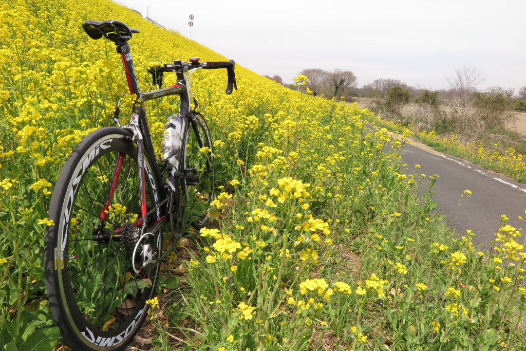 菜の花と自転車