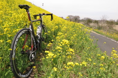 菜の花と自転車
