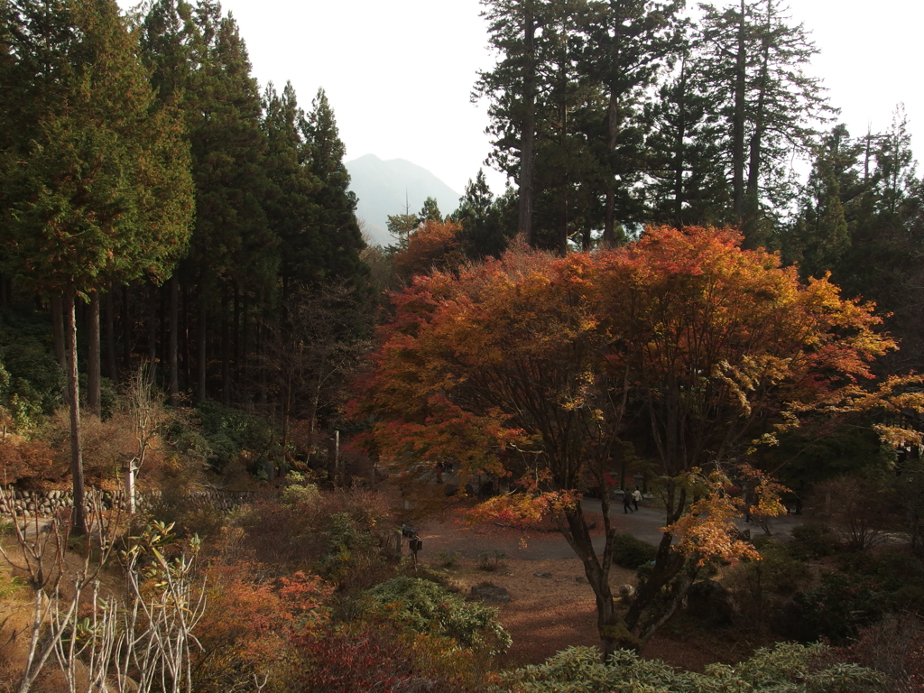 三峯神社内の紅葉樹