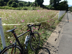 RXRSと秋桜