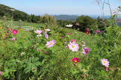 秋桜と草