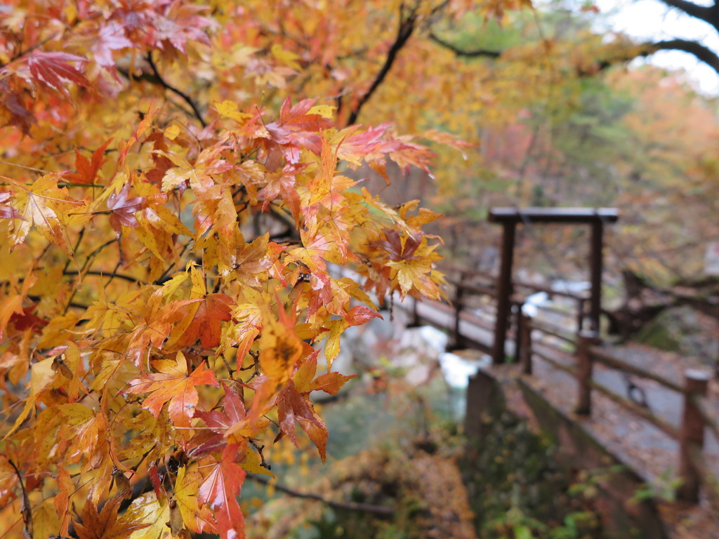 昇仙峡の紅葉2