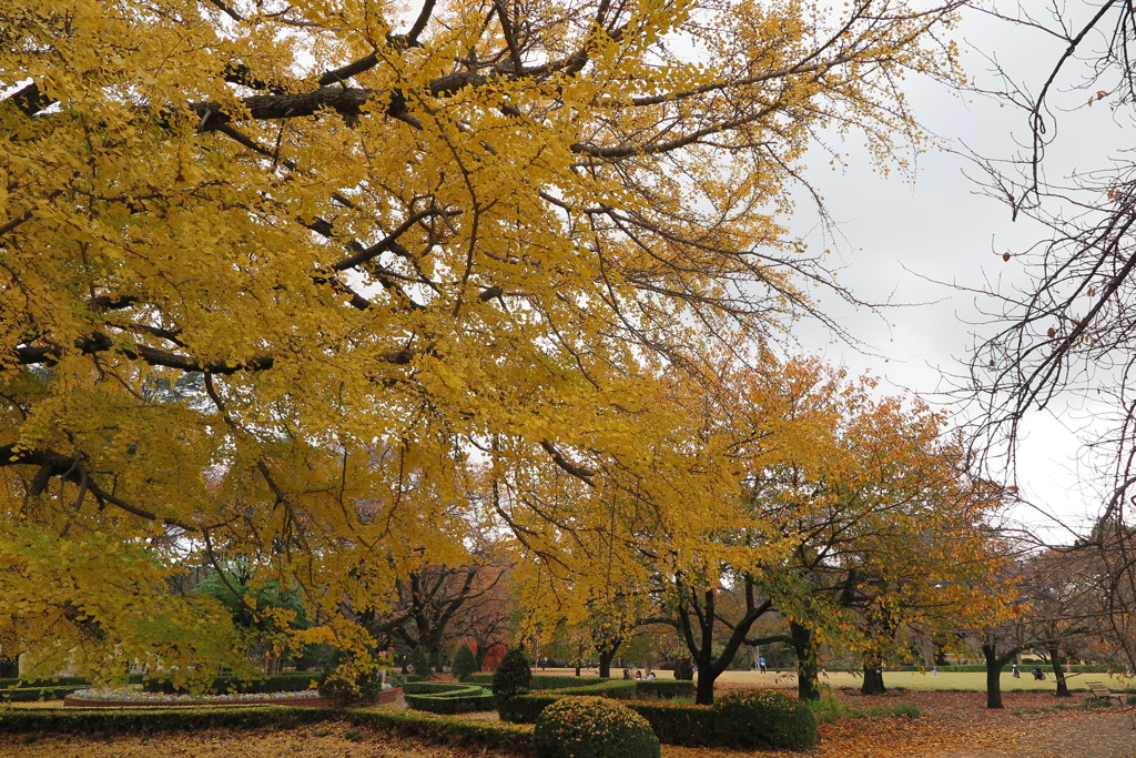 黄色紅葉