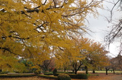 黄色紅葉