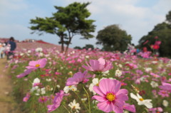 国営ひたち海浜公園　秋桜1