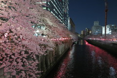 横桜と川