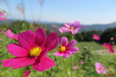 秋桜