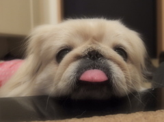 はなたれちゃん