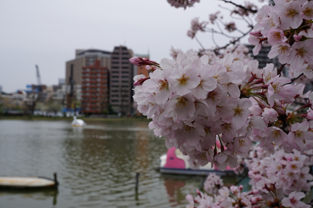 不忍池と桜