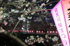 目黒川桜まつり