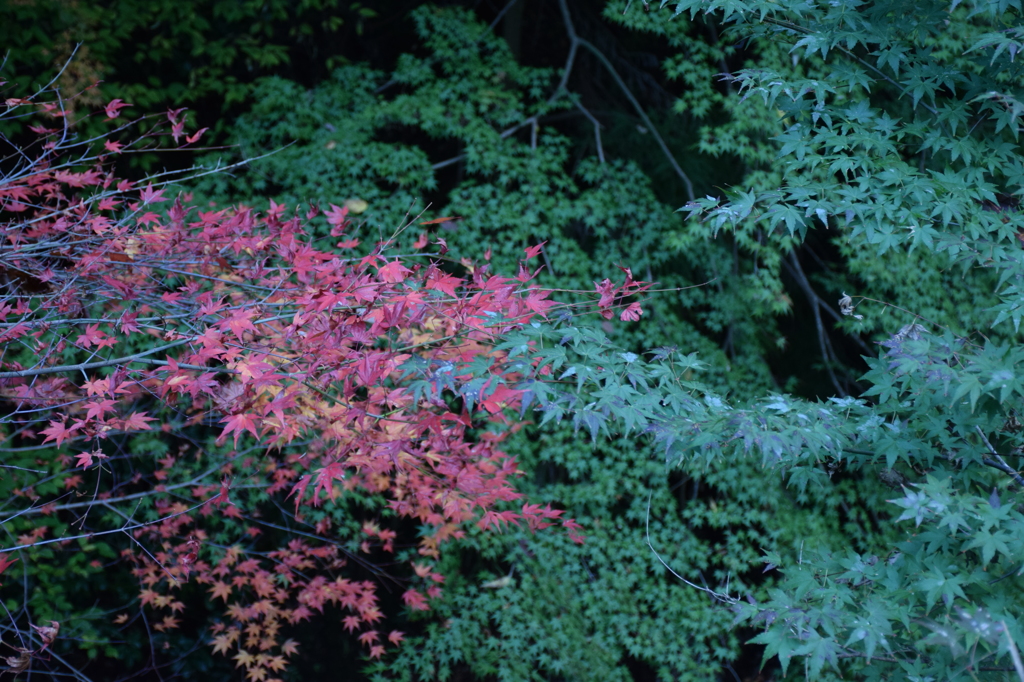 紅と緑