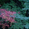 紅と緑