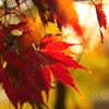 紅色