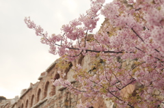 異国の河津桜