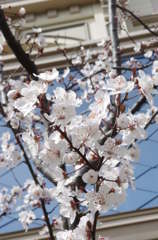 ディズニーランドホテル前の桜