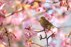 河津桜とメジロ