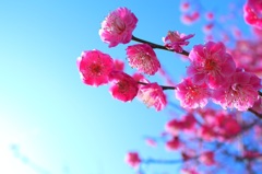 梅