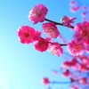 梅