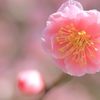 梅