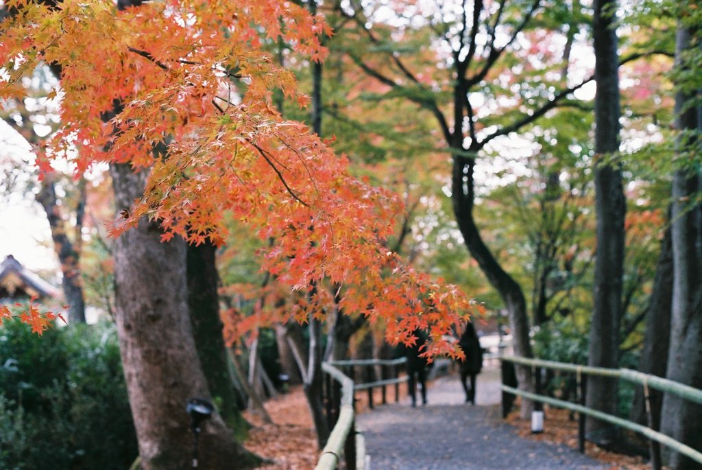 フィルムで京都