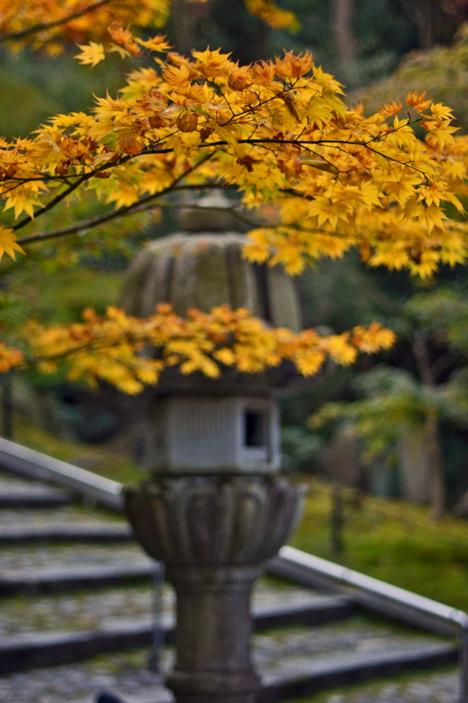 京都紅葉