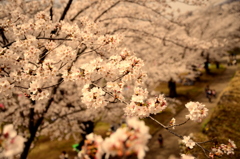 桜祭り