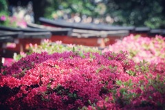 文京区つつじ祭り