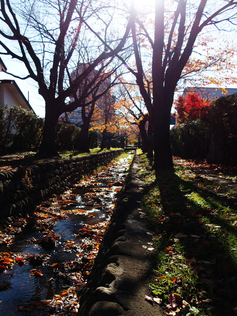 来年までサヨナラ