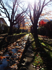 来年までサヨナラ