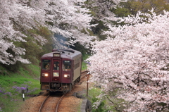 わ鐡と桜