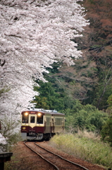 わ鐡と桜