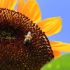 夏