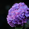 紫陽花