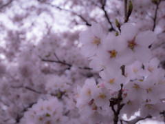Someiyoshino