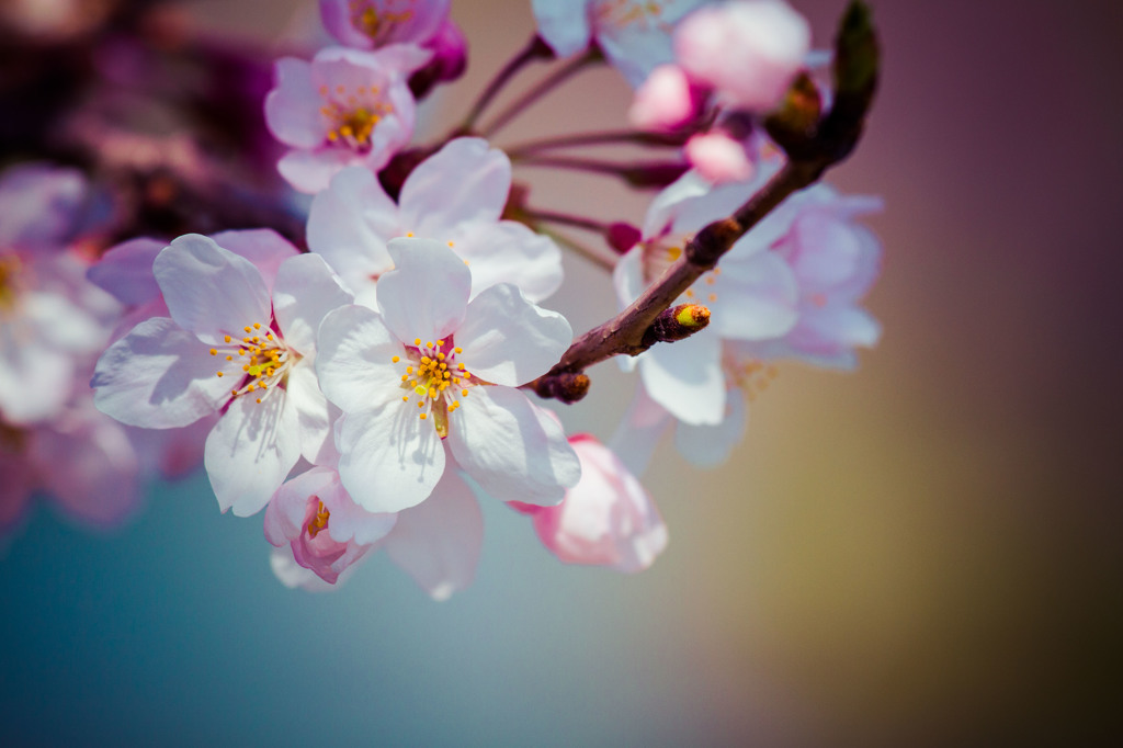 さくらの花