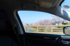 車窓から桜