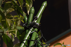今更の18-250ｍｍ便利ズーム7