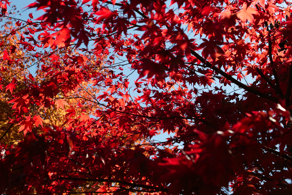 都民の森の紅葉1