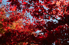 都民の森の紅葉1