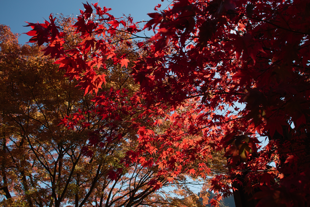 都民の森の紅葉3