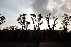 カリフォルニア？マイアミ？いいえ調布ダス！