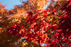 都民の森の紅葉2
