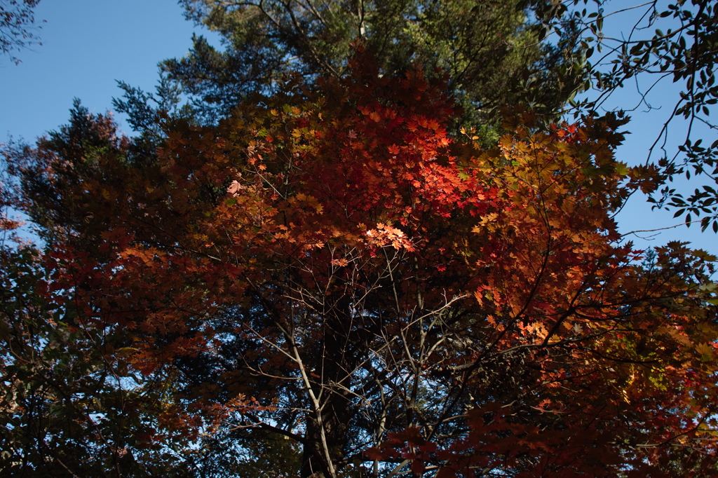 SDIM1047