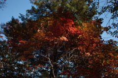 SDIM1047