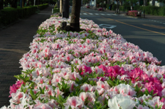 春爛漫