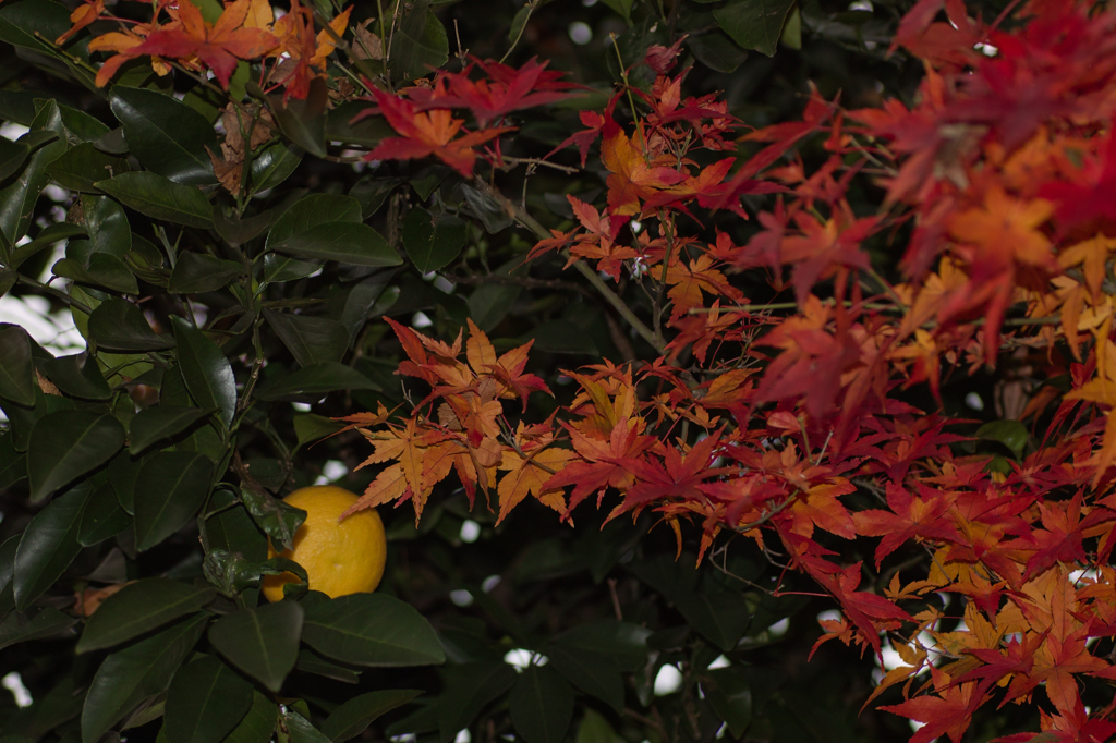 紅葉の向こうに満月？